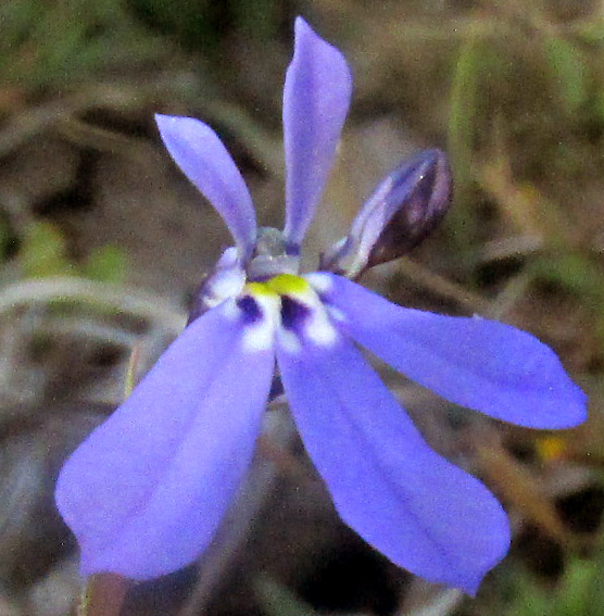 LOBELIA DIVARICATA, flower from front