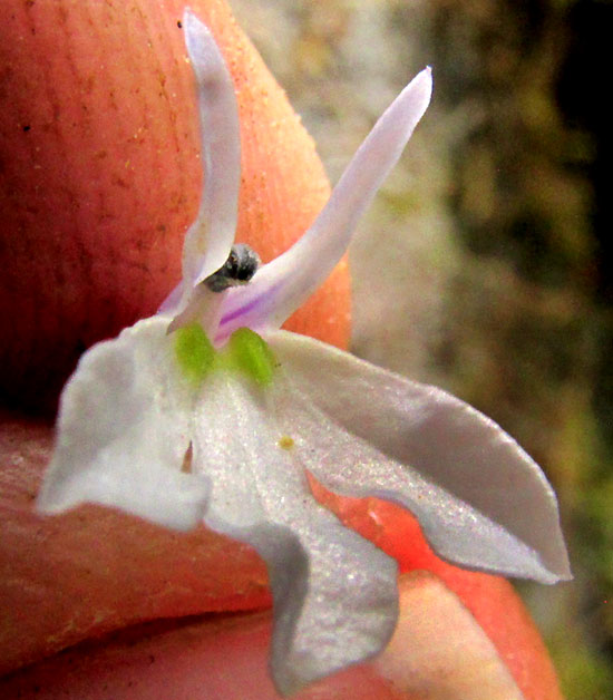 LOBELIA SARTORII, flower from front