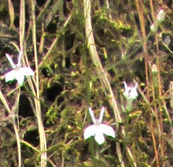 LOBELIA SARTORII, long pedicels