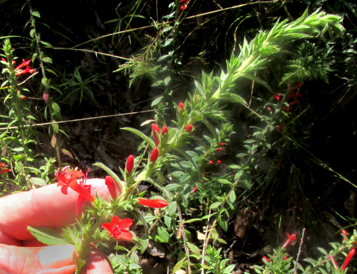 LOESELIA MEXICANA, flowering branch