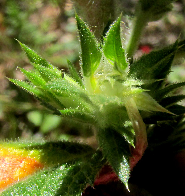 LOESELIA MEXICANA, calyx cluster in leaf axil