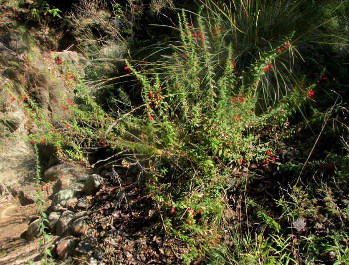 LOESELIA MEXICANA, in habitat