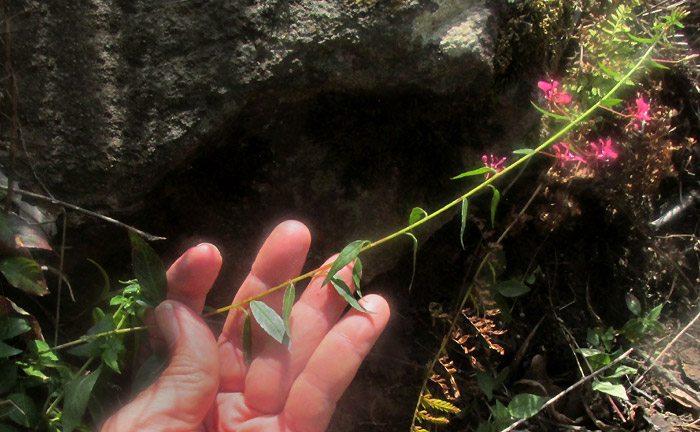 LOPEZIA MINIATA, in habitat