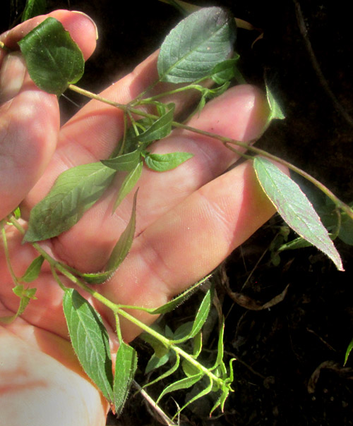 LOPEZIA MINIATA, flower from side, leaf shape and venation