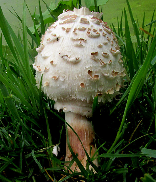 Parasol Mushroom, MACROLEPIOTA PROCERA, young, shaggy in grass