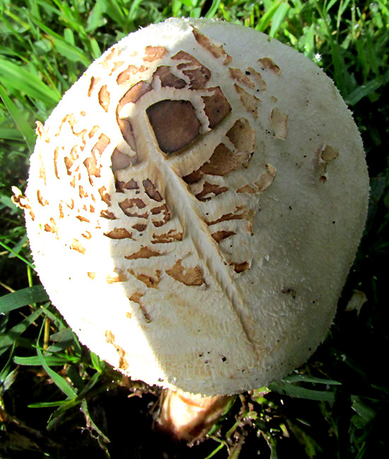 Parasol Mushroom, MACROLEPIOTA PROCERA, brown patches on older cap