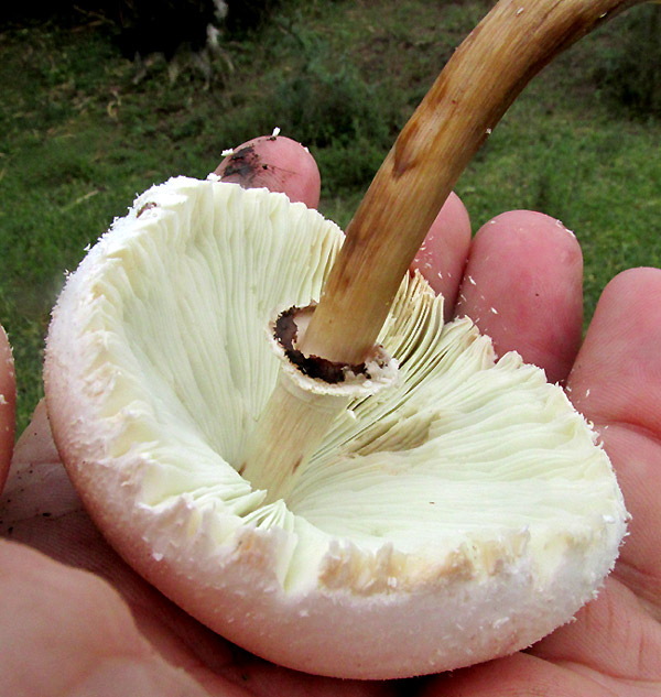 Parasol Mushroom, MACROLEPIOTA PROCERA, ring on long, brown stem