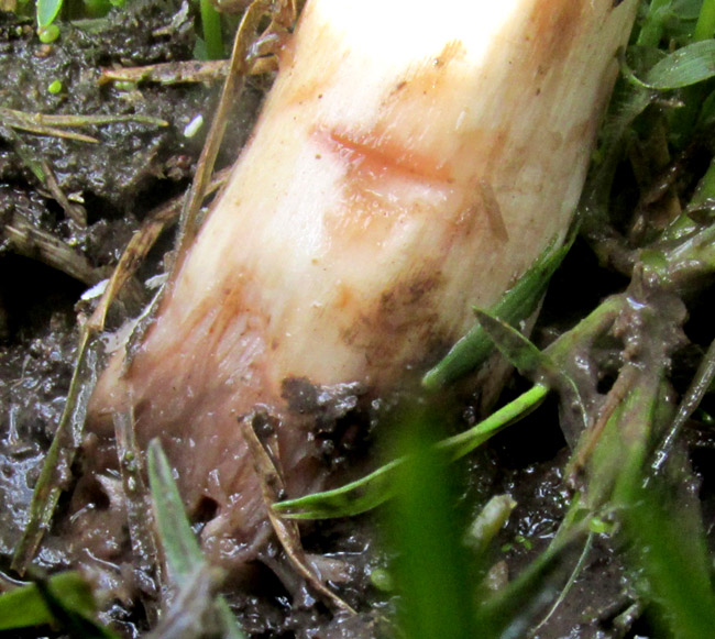 Parasol Mushroom, MACROLEPIOTA PROCERA, stem not arising from volva
