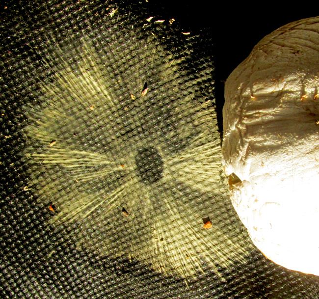 Parasol Mushroom, MACROLEPIOTA PROCERA, white spore print