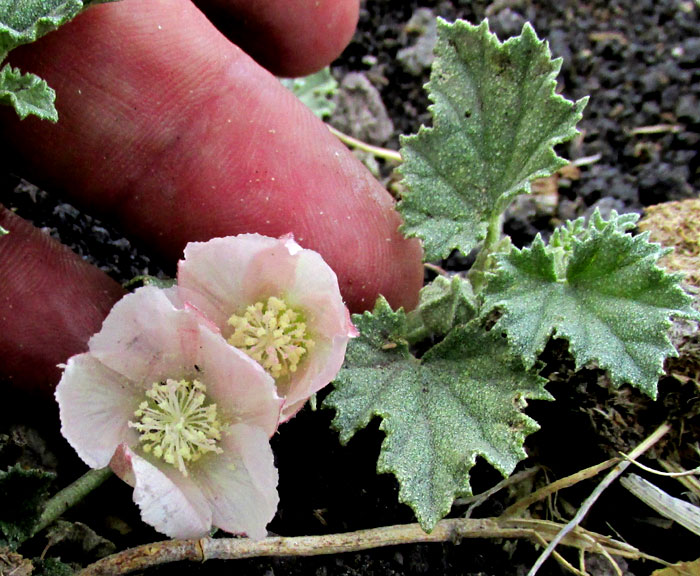 Alkali Mallow, MALVELLA LEPROSA, flowers and leaves top view