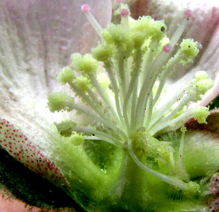 Alkali Mallow, MALVELLA LEPROSA, flower longitudinal section showing staminal column, style and stigmas