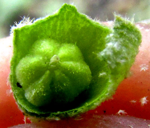 Alkali Mallow, MALVELLA LEPROSA, ovary showing six carpels