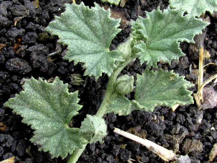 Alkali Mallow, MALVELLA LEPROSA, alternate leaves