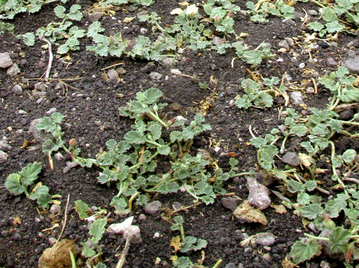 Alkali Mallow, MALVELLA LEPROSA, recumbent young plants