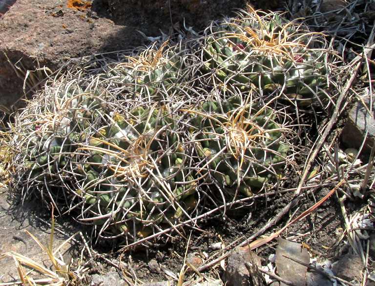 Mexican Pincushion, MAMMILLARIA MAGNIMAMMA, in habitat