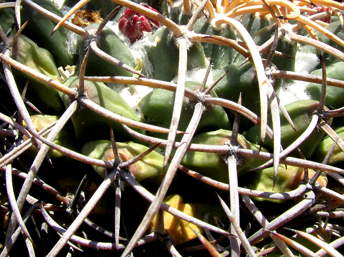 Mexican Pincushion, MAMMILLARIA MAGNIMAMMA, tubercle close-up with cottony hairs between tubercles