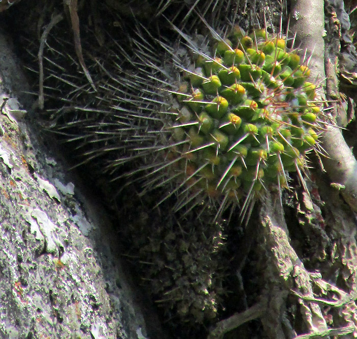 Pincushion, MAMMILLARIA POLYTHELE, elongate form in habitat