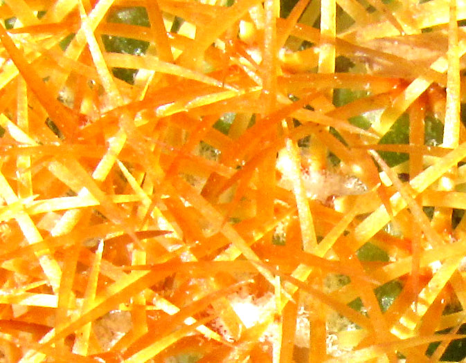 Ladyfinger Cactus, MAMMILLARIA ELONGATA, honey-colored spine clusters on young plants