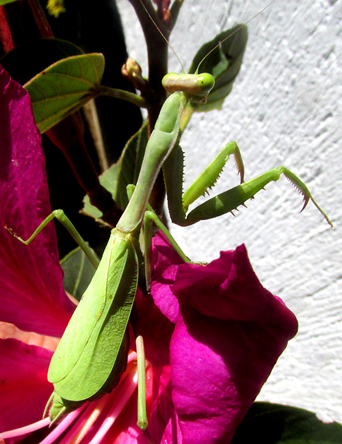 Bordered Mantis, STAGMOMANTIS LIMBATA, on flower