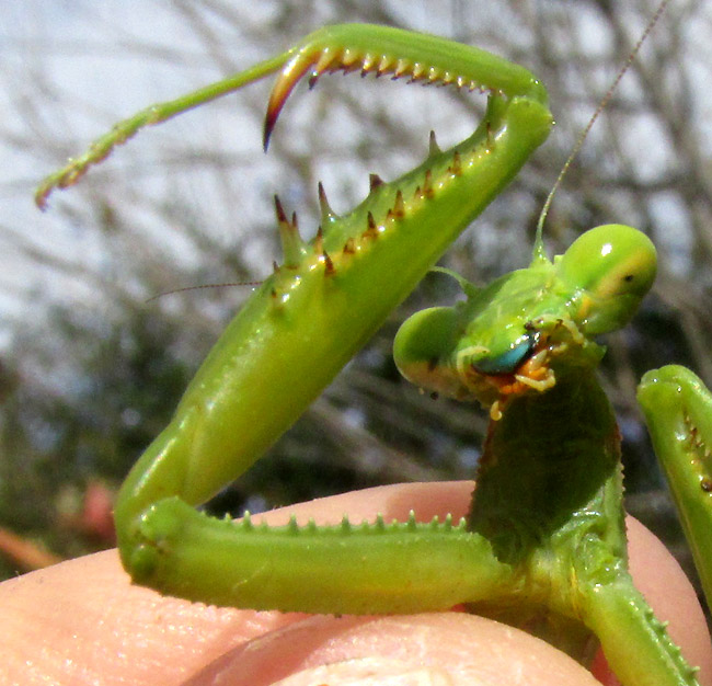Bordered Mantis, STAGMOMANTIS LIMBATA, blue upper lip and open front legs