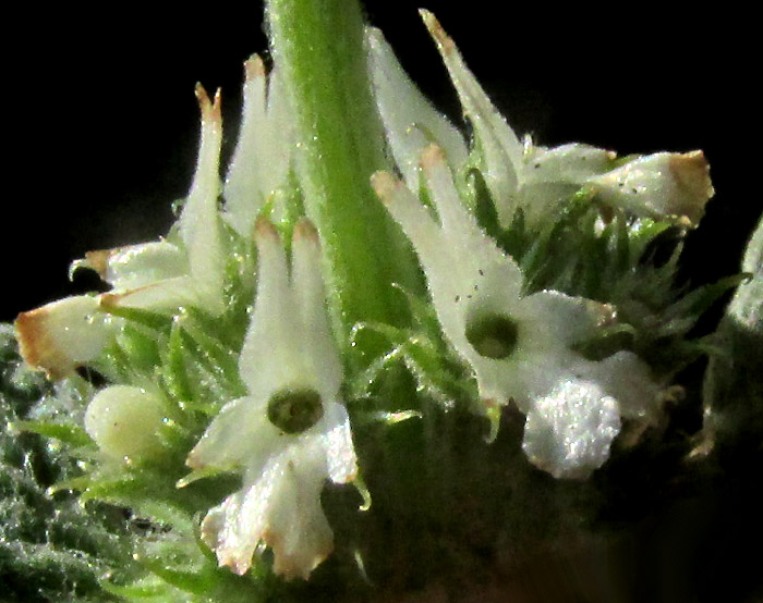 Horehound, MARRUBIUM VULGARE, flowers close-up