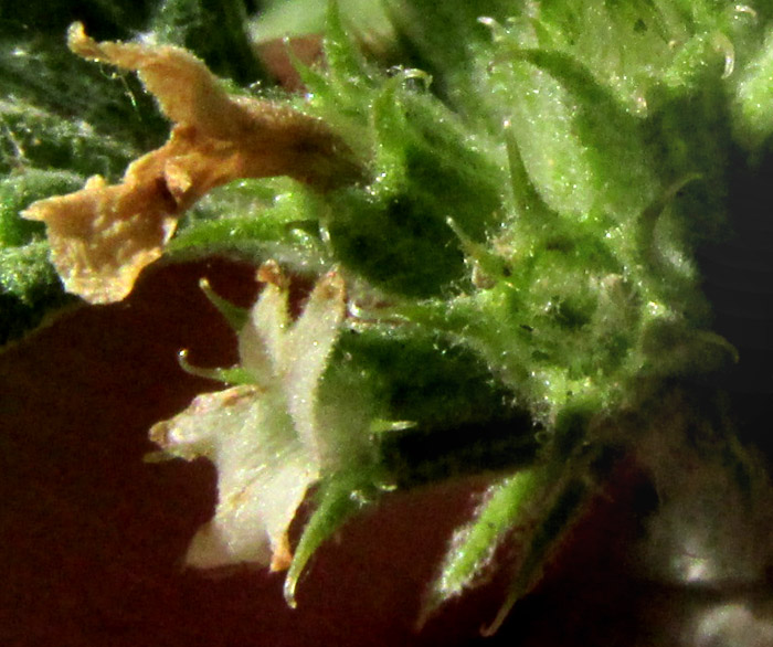 Horehound, MARRUBIUM VULGARE, calyxes close-up