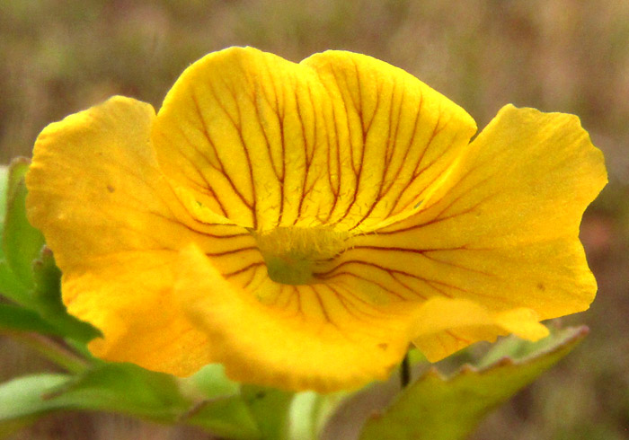 Baby Jump-up, MECARDONIA PROCUMBENS, flower from front