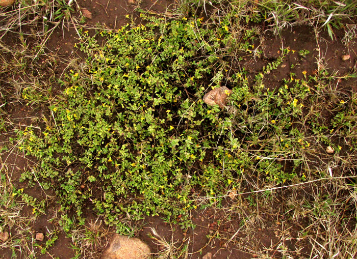 Baby Jump-up, MECARDONIA PROCUMBENS, flower, bracteoles and pedicel from side