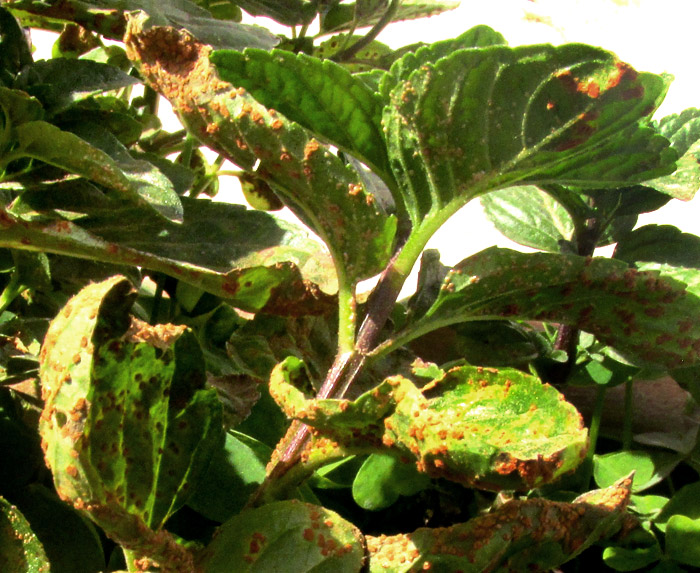 Mint Rust, PUCCINIA MENTHAE, uredinia on Peppermint leaves and stems