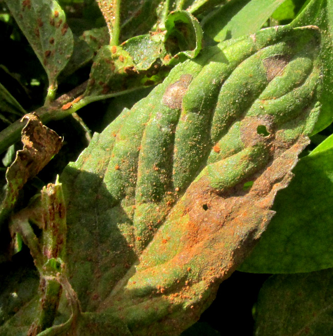 Mint Rust, PUCCINIA MENTHAE, brown spotches on Peppermint leaf