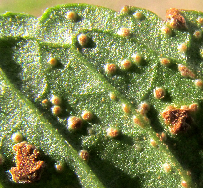 Mint Rust, PUCCINIA MENTHAE, on Peppermint leaves and stems