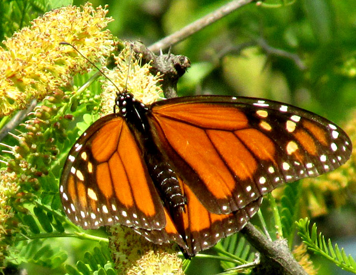 Female Monarch Butterfly, DANAUS PLEXIPPUS, migrating, taking nectar from mesquite flowers