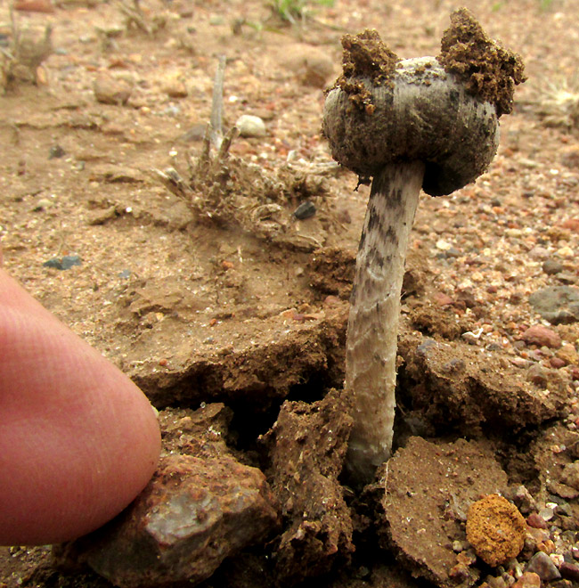 Desert Inkcap, MONTAGNEA ARENARIA, habitat