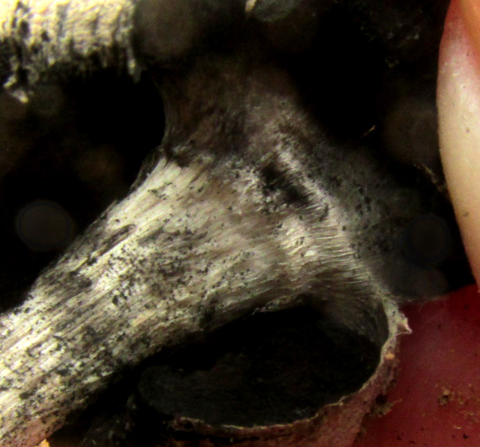 Desert Inkcap, MONTAGNEA ARENARIA, gill attachment to stipe