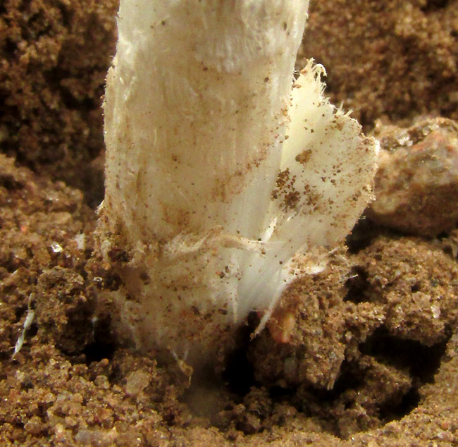 Desert Inkcap, MONTAGNEA ARENARIA, loose volva