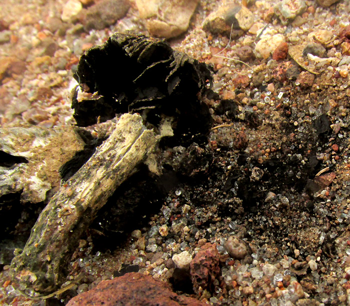 Desert Inkcap, MONTAGNEA ARENARIA, gill attachment to stipe