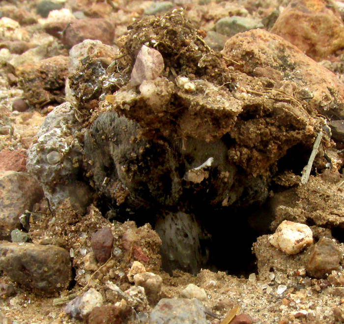 Desert Inkcap, MONTAGNEA ARENARIA, mushroom breaking through crust