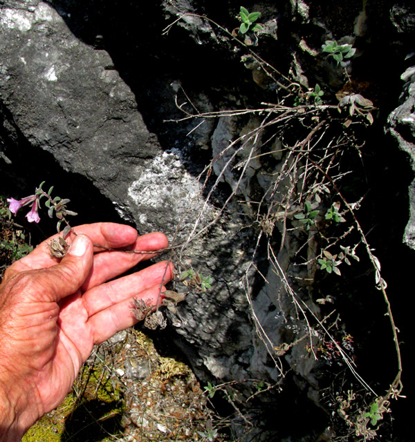 NAMA SERICEA, plant in habitat