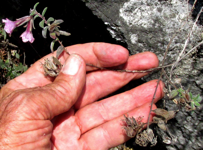 NAMA SERICEA, inflorescence at stem top