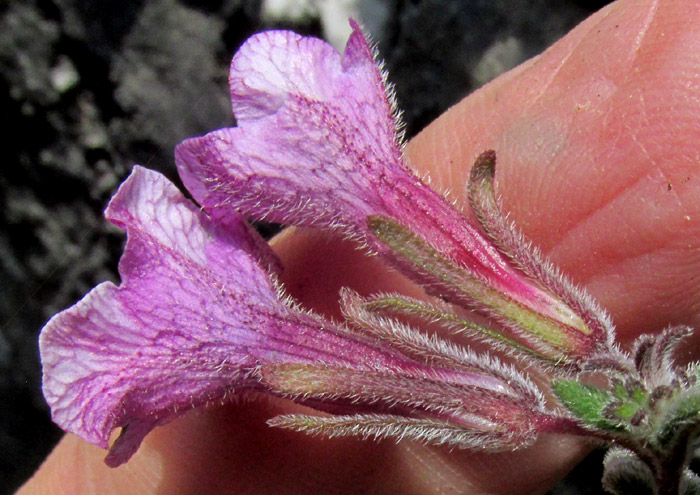 NAMA SERICEA, flower from side showing calyx lobes