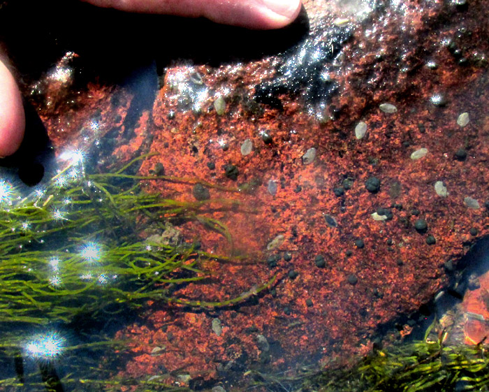 possibly freshwater Platyhelminthes, colony on rock