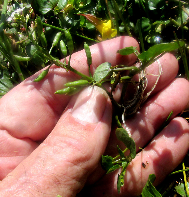 Watercress, NASTURTIUM OFFICINALE, in habitat