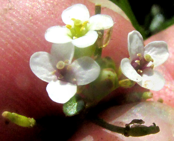 Watercress, NASTURTIUM OFFICINALE, flowers