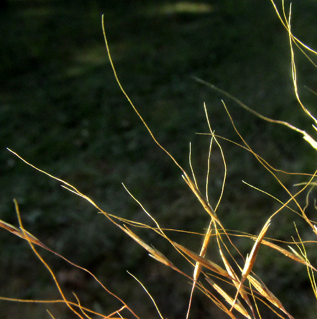 PSEUDOERIOCOMA EMINENS, spikelets within inflorescence