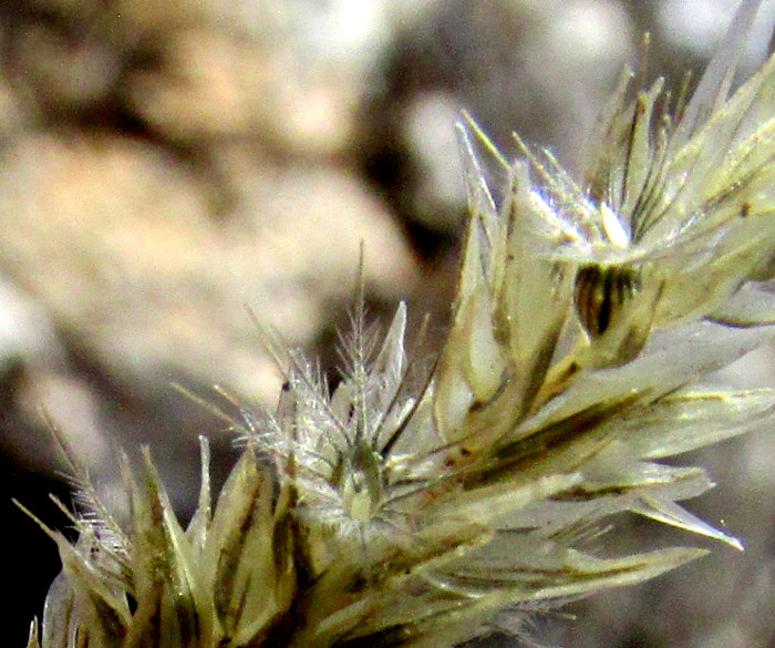 Nineawn Pappusgrass, ENNEAPOGON DESVAUXII, lemmas with lobed awns