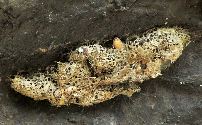 Numerous larvae and pupae in open-mesh cocoons beneath a rock overhang