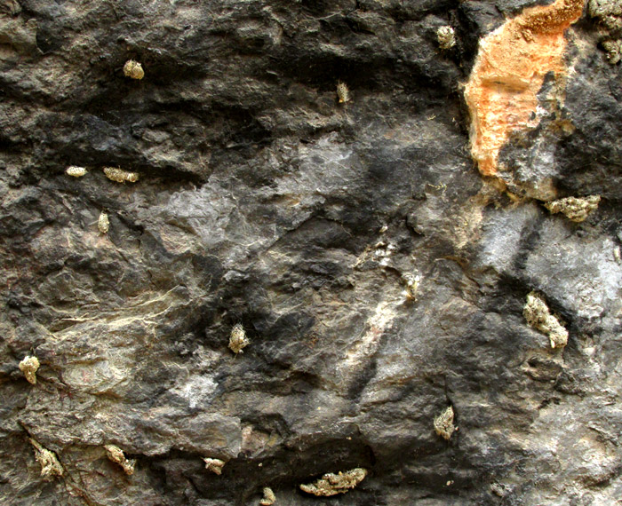open-mesh cocoons containing larvae and pupae beneath a rock overhang