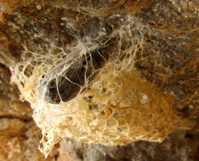 pupae in a damaged open-mesh cocoon