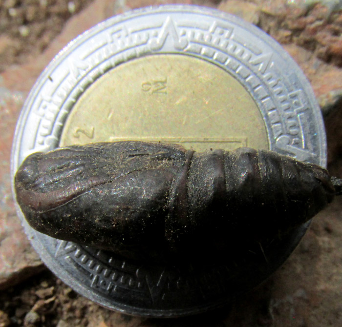 pupa on a one-peso Mexican coin for scale