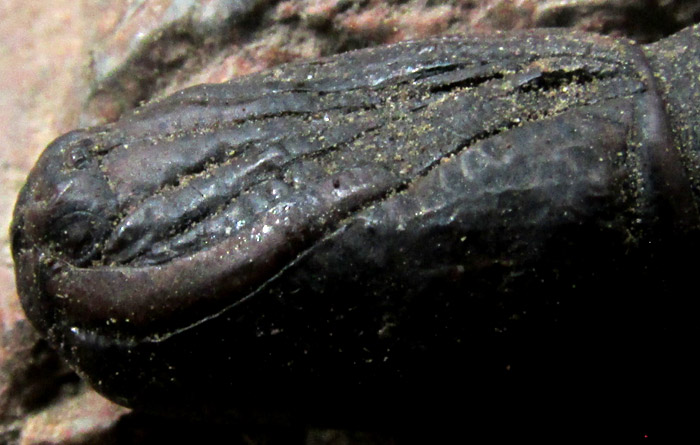 pupa head close-up